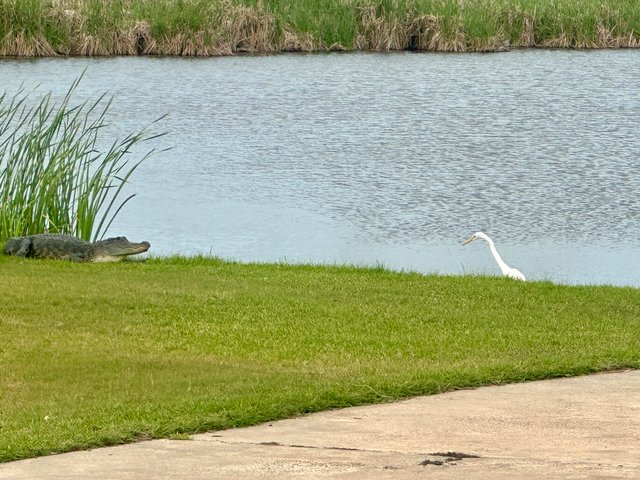White egret vs alligator photographed at Lamar Beach